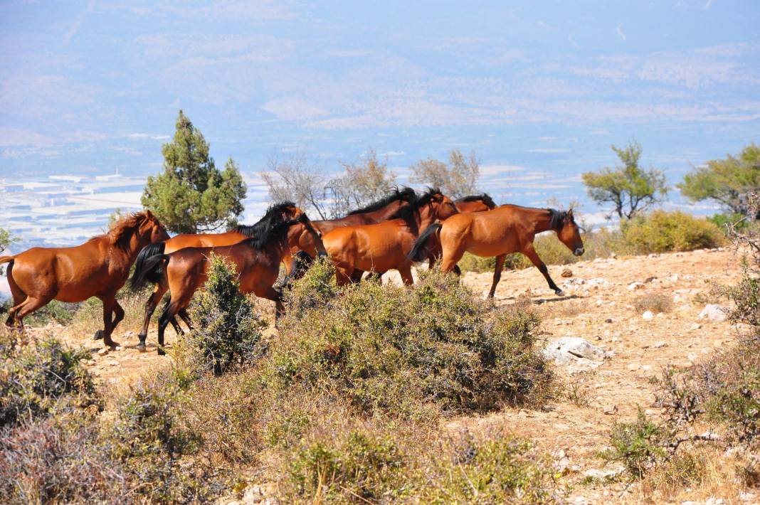 Şehzadelerin atlarıydılar şimdi özgürlüğe dört nala koşuyorlar 7